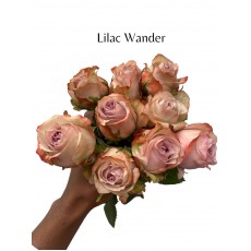 Lilac Wander