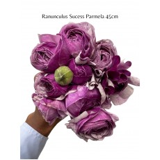 Ranunculus Success Parmela
