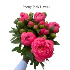 Peony - Pink Hawaii Coral