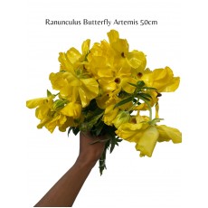 Ranunculus Butterfly Artemis