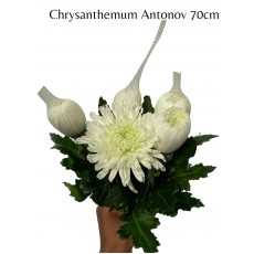 Chrysanthemum Antonov 70cm