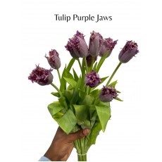 Tulip Purple Jaws