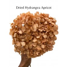 Hydrangea Dried - Apricot 