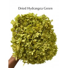 Hydrangea Dried -  Green