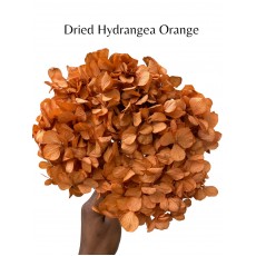Hydrangea Dried -  Orange