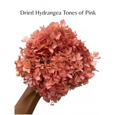 Hydrangea Dried -  Pink 