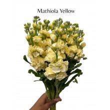 Mathiola - Yellow