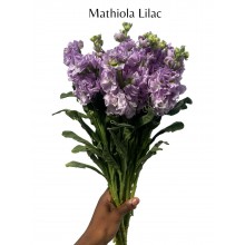 Matthiola - Iron Marine / Violet 