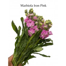 Matthiola - Iron Pink