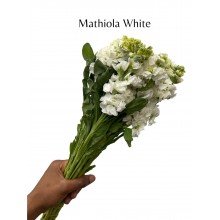 Matthiola - White 