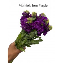 Matthiola - Iron Purple 