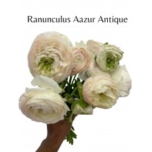 Ranunculus Aazur Antique Rose 44cm