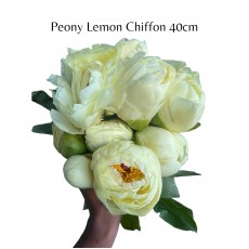 Peony - Lemon Chiffon Peony - Lemon Chiffon