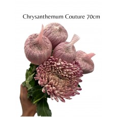 Chrysanthemum Couture 