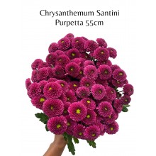 Chrysanthemum Purpetta 