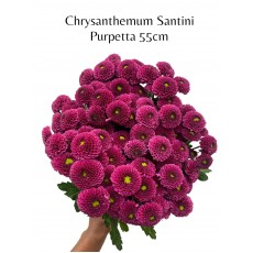 Chrysanthemum Purpetta 