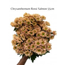 Chrysanthemum Rossi Salmon 