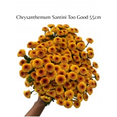 Chrysanthemum Santini Too Good 