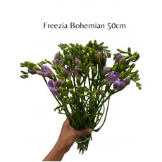 Freezia Bohemian
