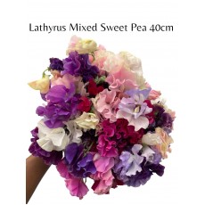 Lathyrus (Sweet Pea) Mixed Colour 