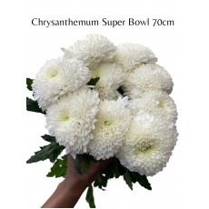 Chrysanthemum Super Bowl