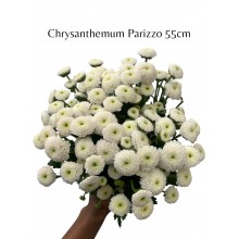 Chrysanthemum - Parizzo 