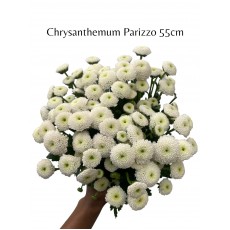 Chrysanthemum - Parizzo 