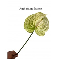 Anthurium Extase 