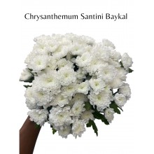 Chrysanthemum Santini Baykal