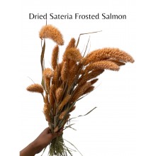 Dried Sateria Frosted