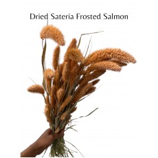 Dried Sateria Frosted