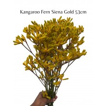 Anigozanthos Yellow - Kangaroo Fern Gold Fern