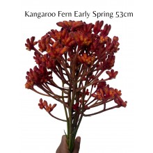Anigozanthos - Kangaroo Fern Early Spring