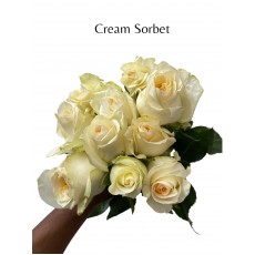 Cream Sorbet 