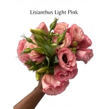 Lisianthus - Pink / Standard