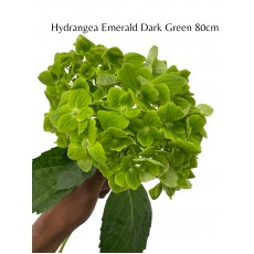 Hydrangea S-Collection Emerald Green