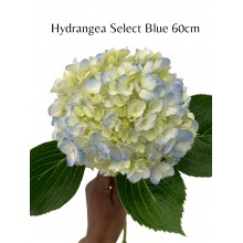 Hydrangea S-Collection Select Blue 