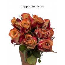 Cappuccino Rose 