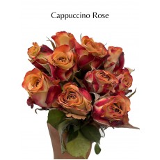 Cappuccino Rose 