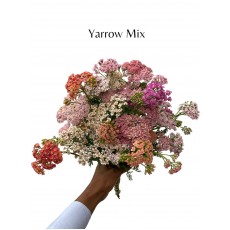 Mixed Yarrow Vanderfax 