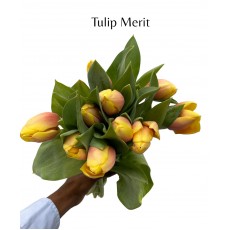 Tulip Merit 
