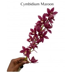 Cymbidium Mini - Marron 