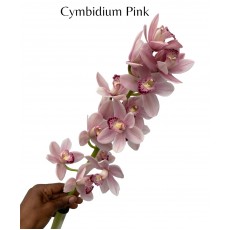 Cymbidium Mini Mixed - Soft Pink 