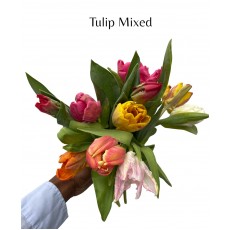 Tulip Mixed Variety 