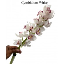 Cymbidium Mini Mixed - White & Pink