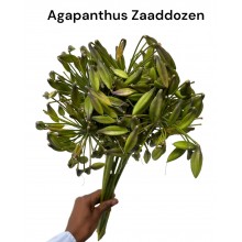 Agapanthus flower 