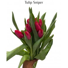 Tulip Du Sniper 40cm