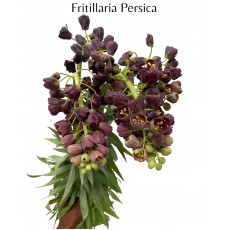 Fritillaria Persica 