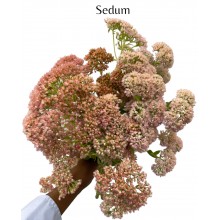 Sedum Sedum