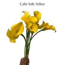 Calla Yolk Yellow 